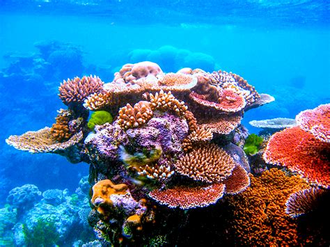 It’s one of the world’s largest connected coral reef systems, but。